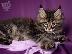 PoulaTo: Maine Coon - Μέιν Κουν